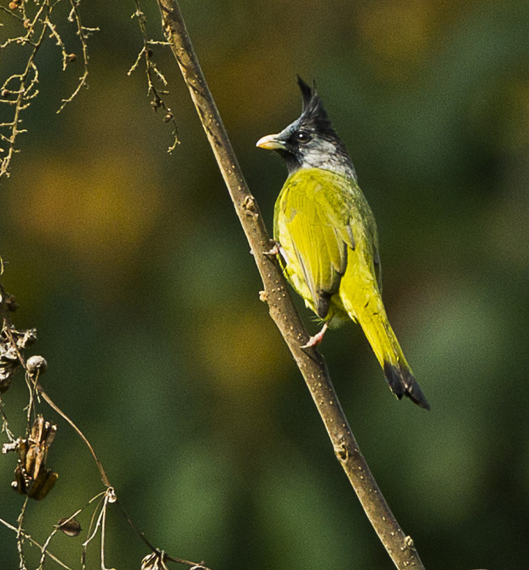 Crested Finchbill