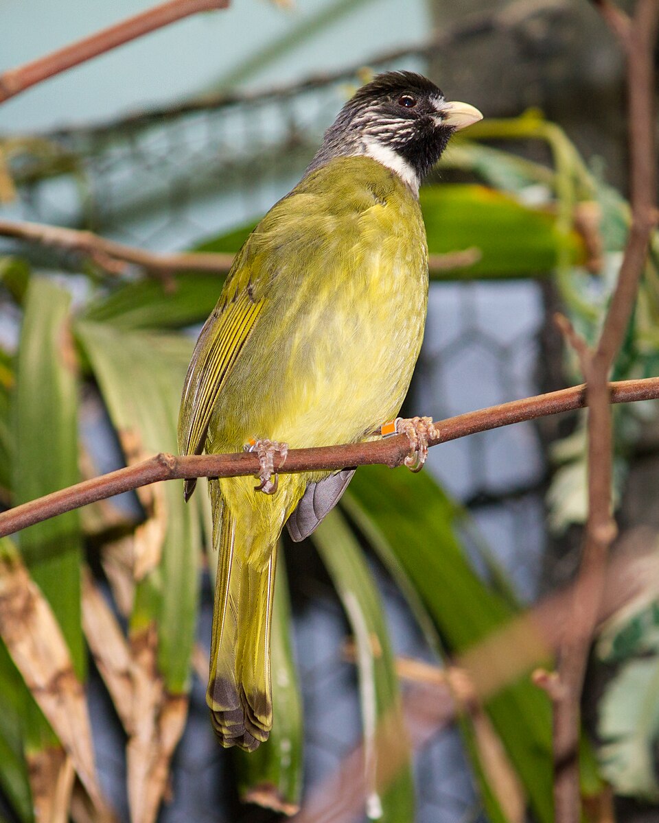 Collared Finchbill