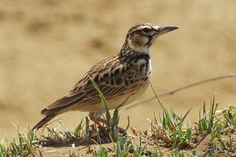 Short-tailed Lark