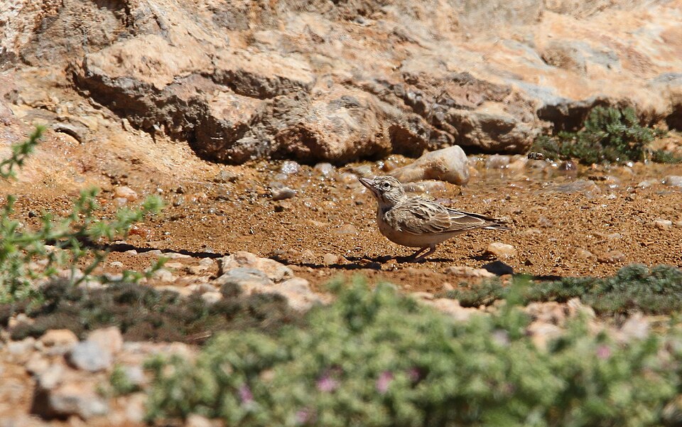 Sclater's Lark