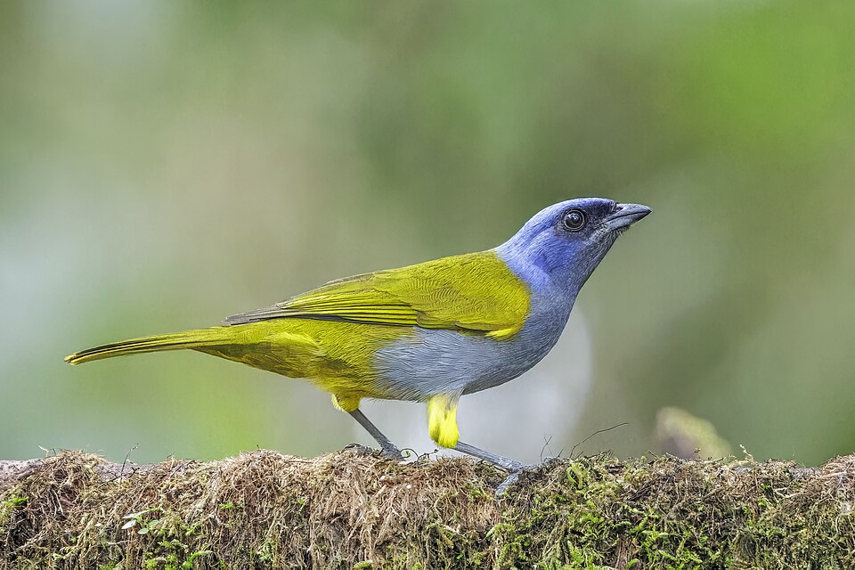 Blue-capped Tanager