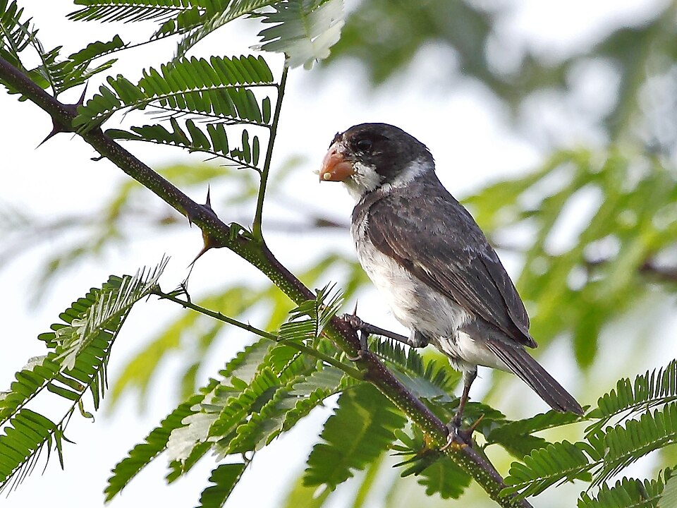 White-throated Seedeater