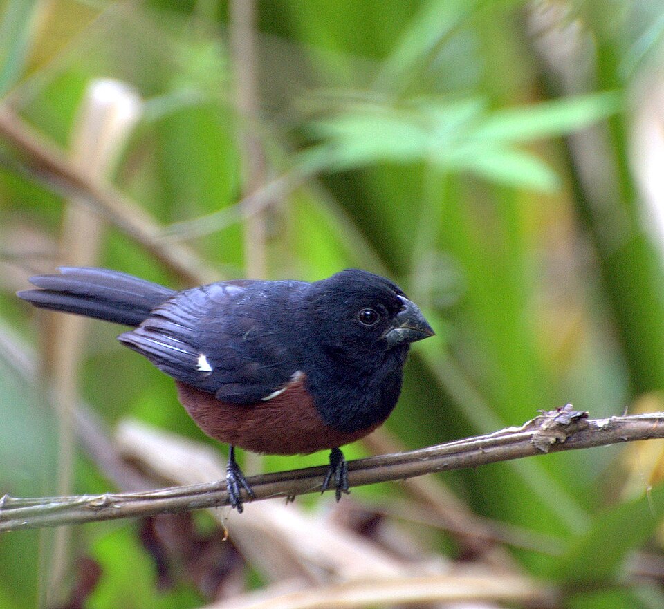 Chestnut-bellied Seed Finch