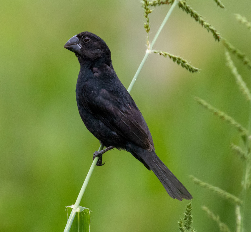 Black-billed Seed Finch