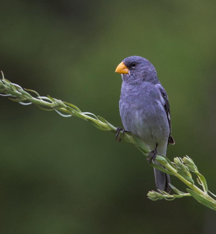 Tropeiro Seedeater