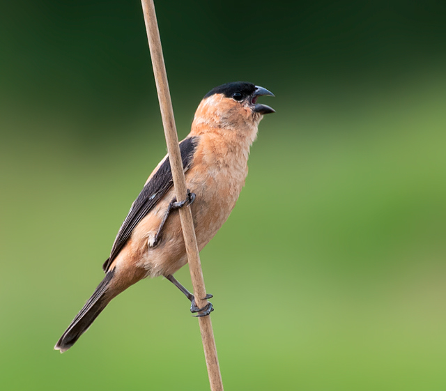 Copper Seedeater