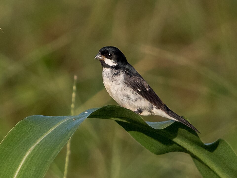 Lesson's Seedeater