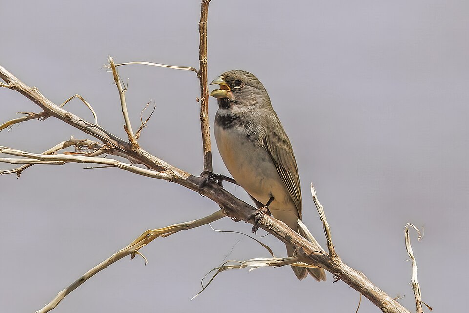 Double-collared Seedeater