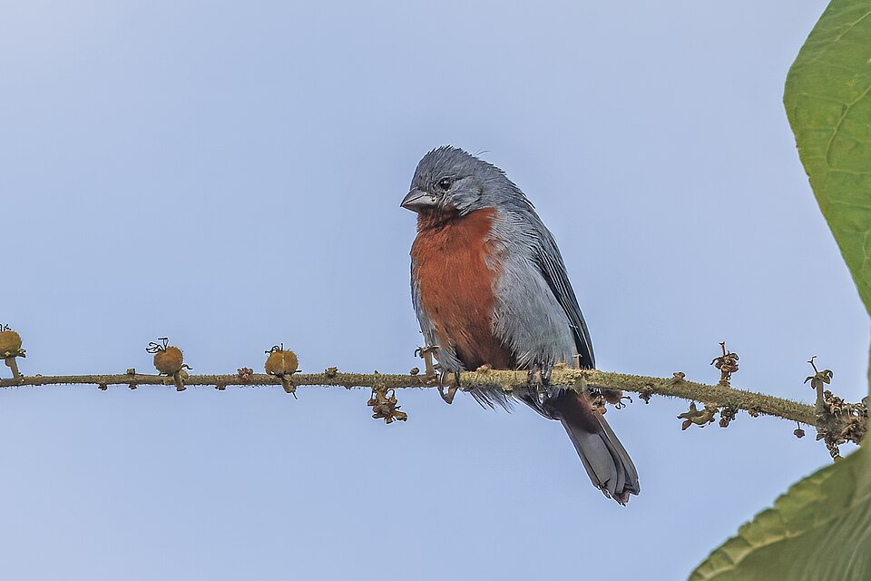 Chestnut-bellied Seedeater
