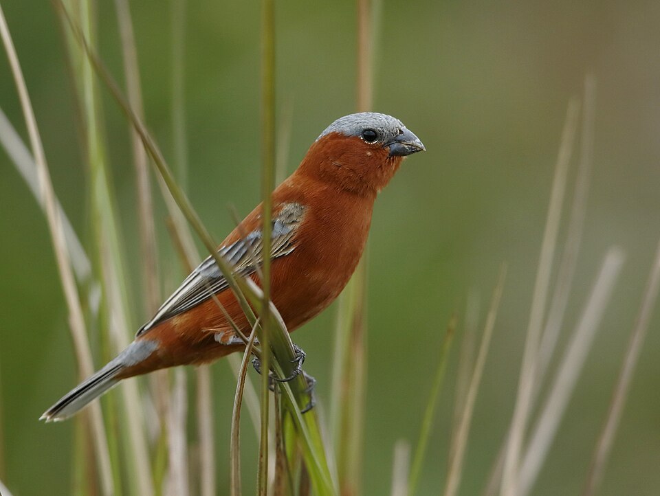 Chestnut Seedeater