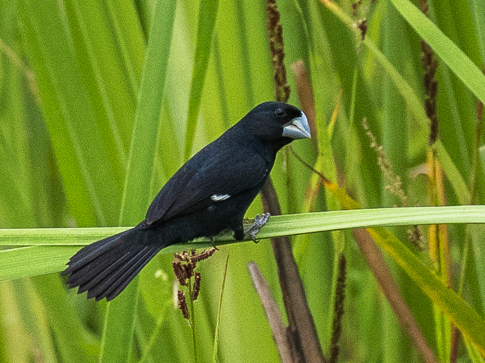 Large-billed Seed Finch