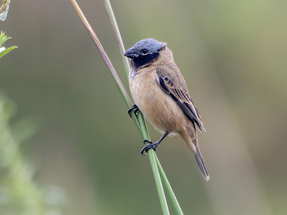 Ibera Seedeater