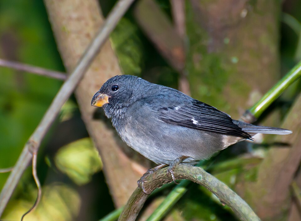 Temminck's Seedeater