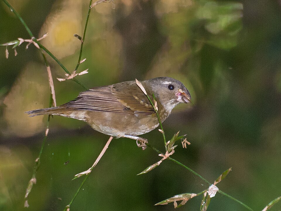 Buffy-fronted Seedeater