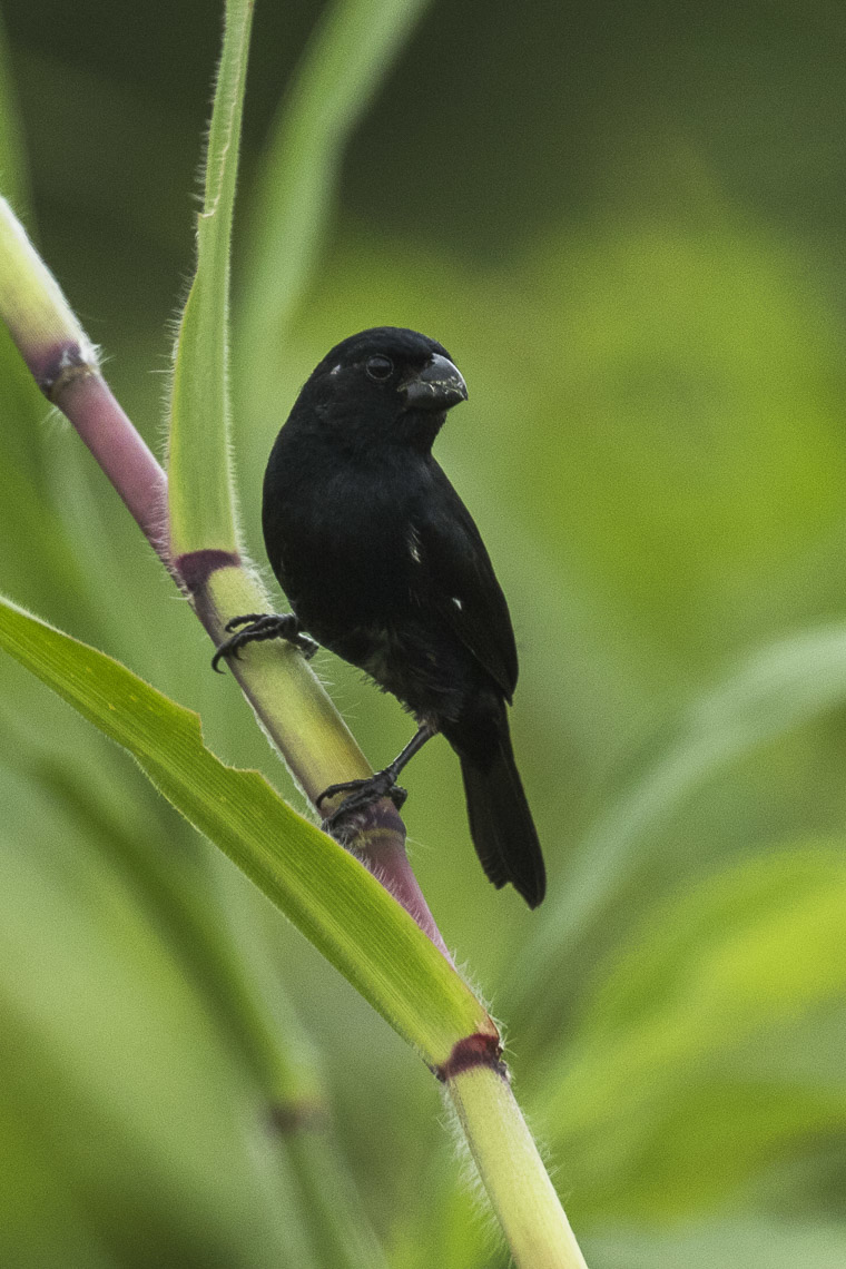 Thick-billed Seed Finch
