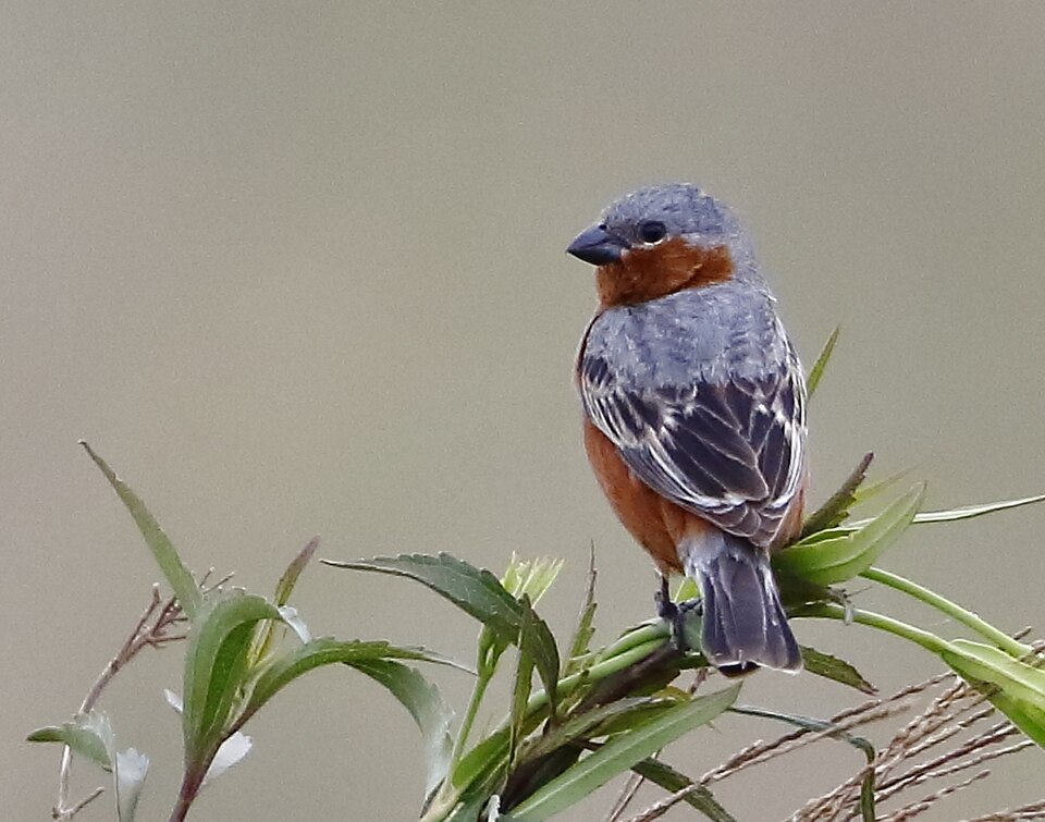 Rufous-rumped Seedeater