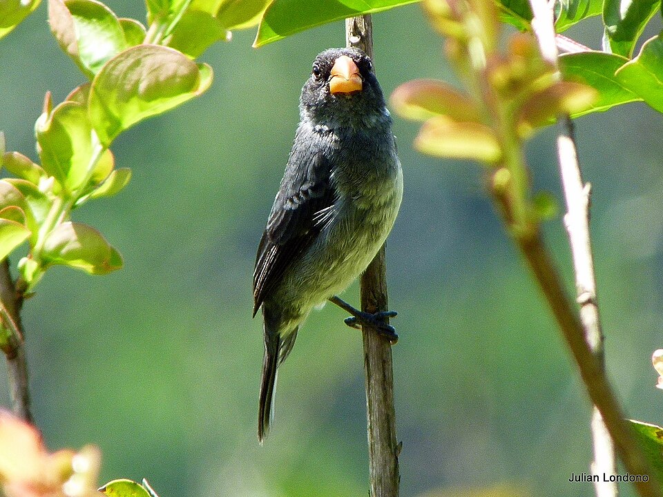 Grey Seedeater