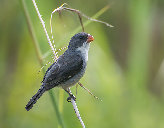 White-bellied Seedeater