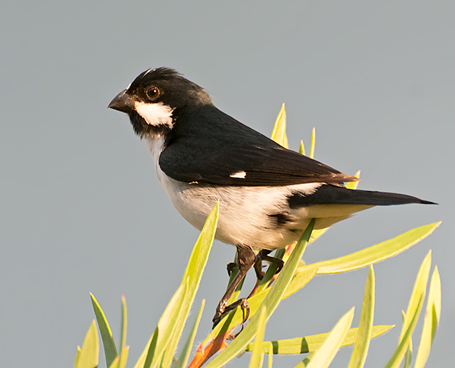 Lined Seedeater