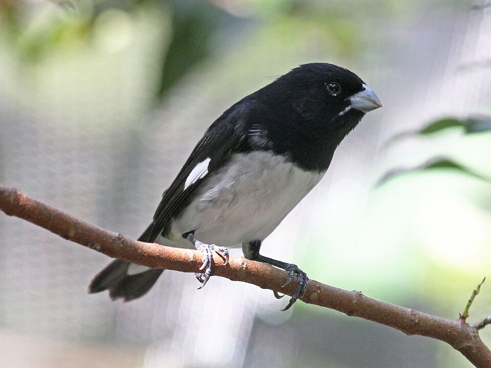 Black-and-white Seedeater