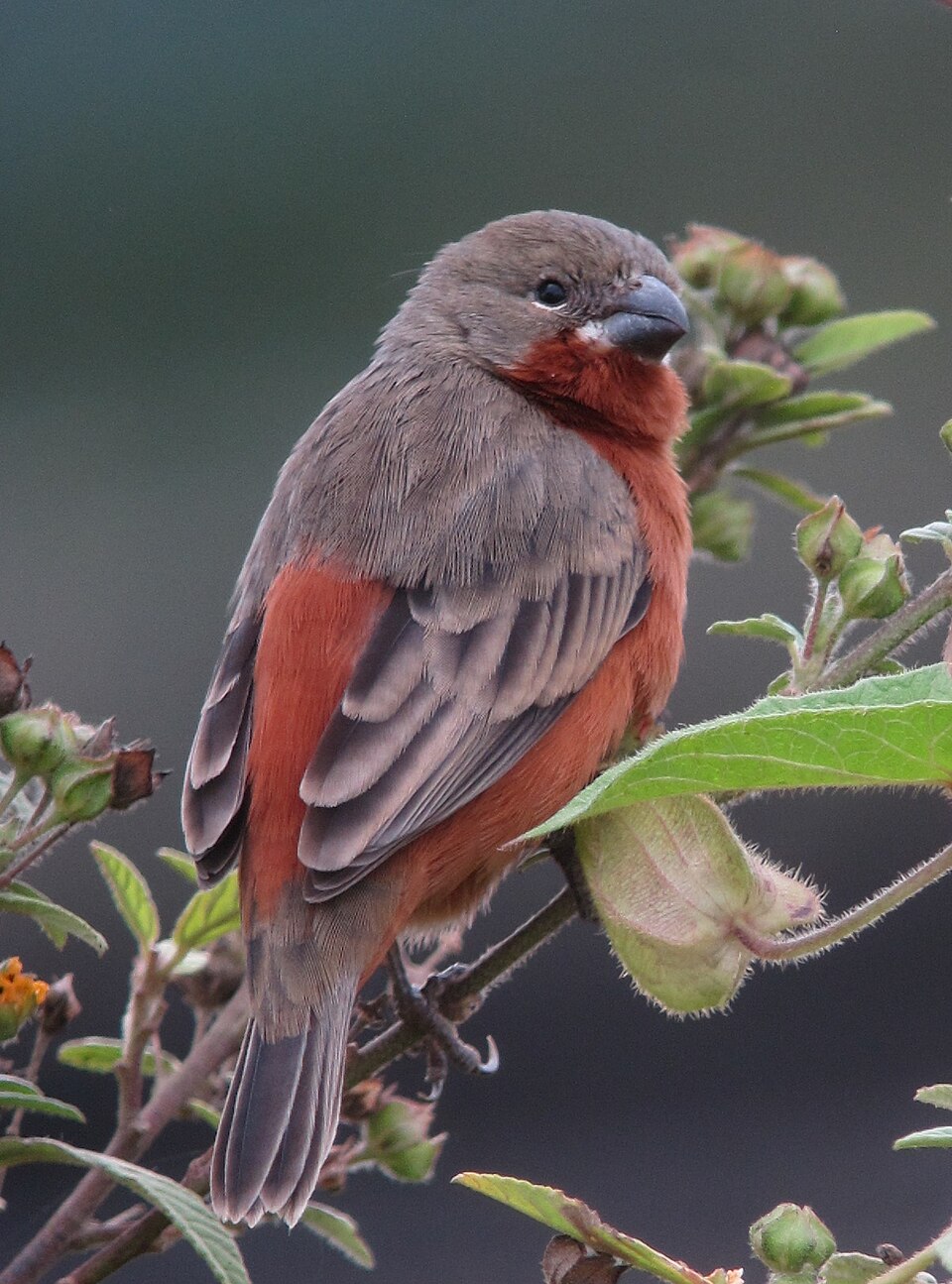 Ruddy-breasted Seedeater