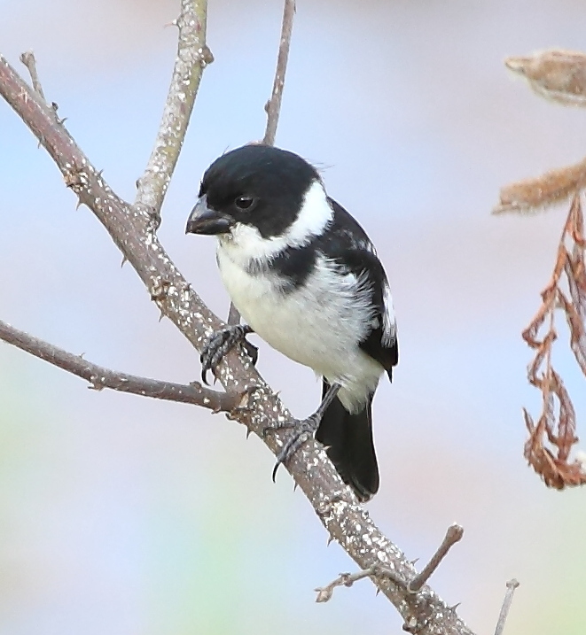 Caqueta Seedeater