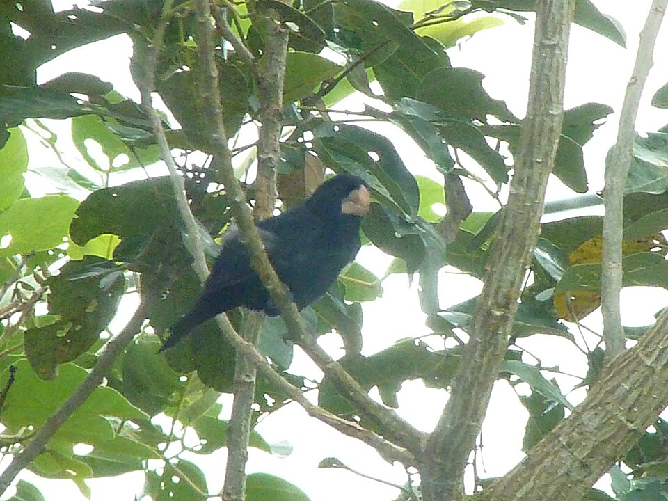 Nicaraguan Seed Finch
