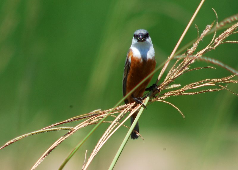 Marsh Seedeater