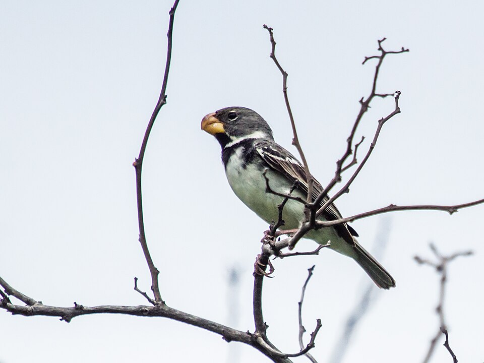 Parrot-billed Seedeater