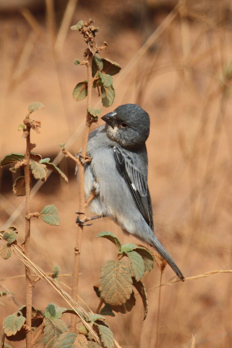 Plumbeous Seedeater
