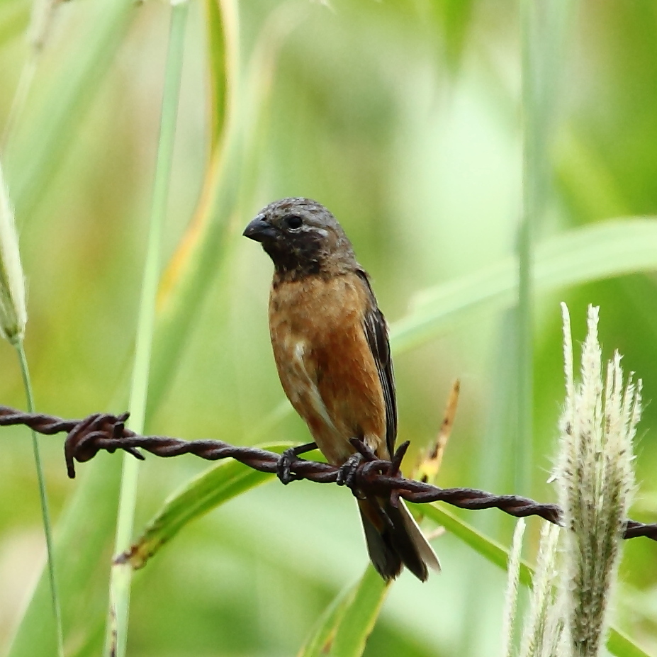 Dark-throated Seedeater