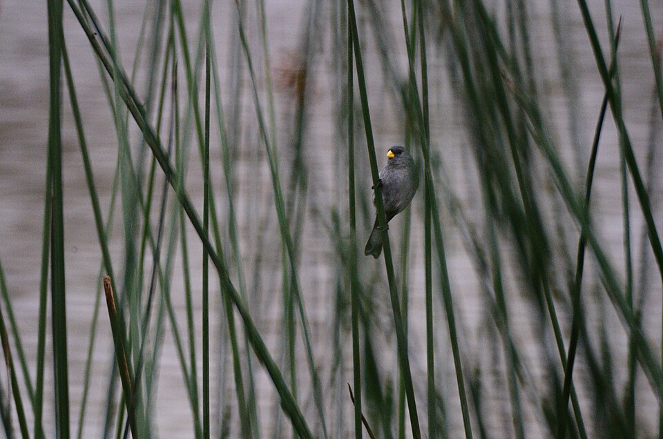 Slate-colored Seedeater