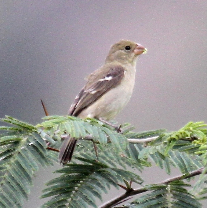 Drab Seedeater