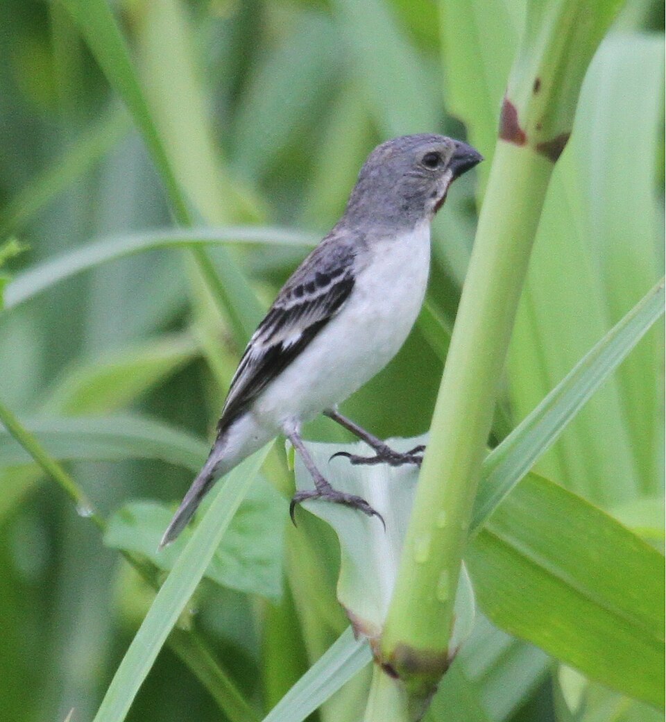 Chestnut-throated Seedeater