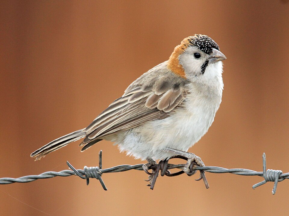 Speckle-fronted Weaver