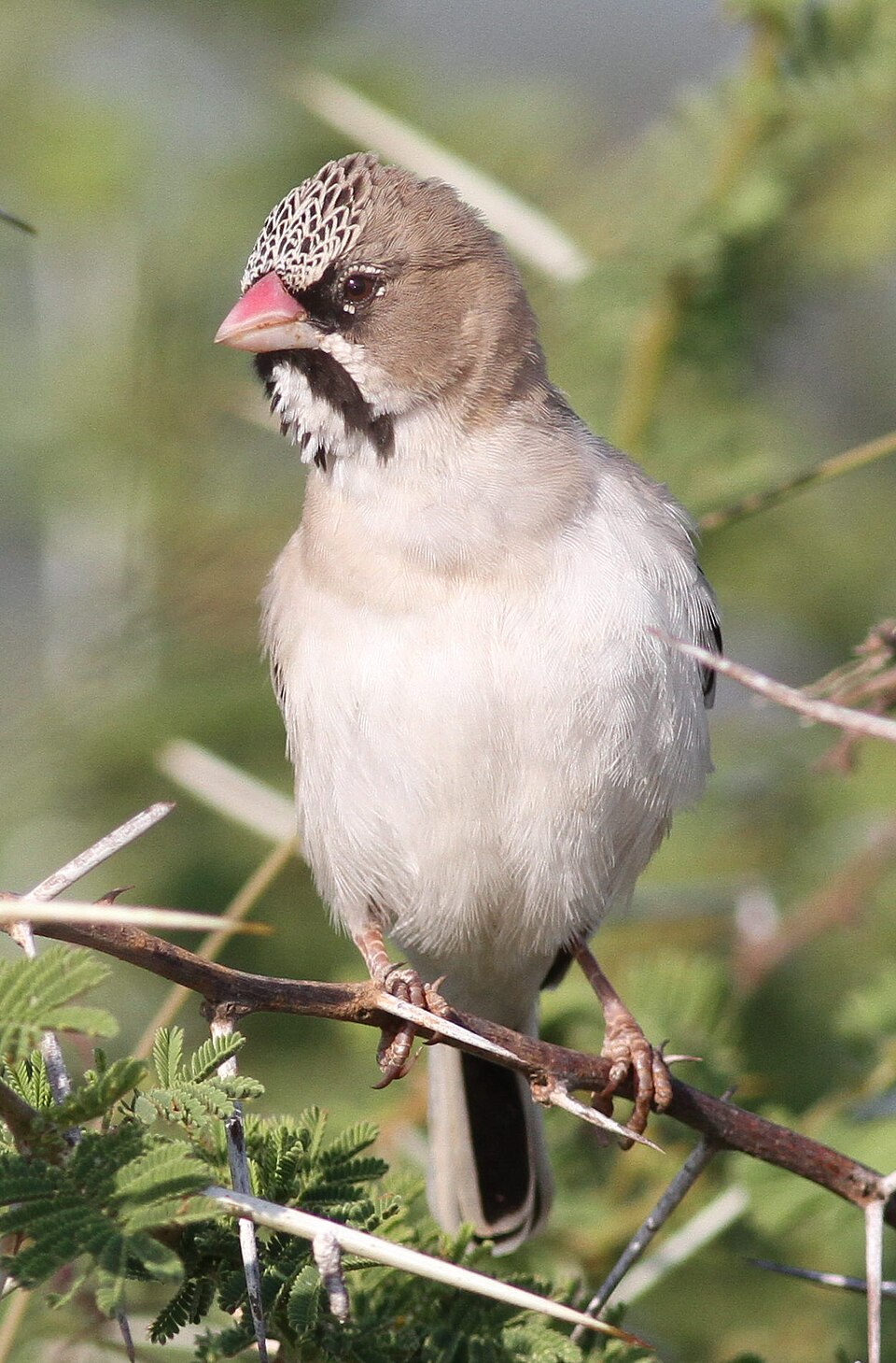 Scaly-feathered Weaver