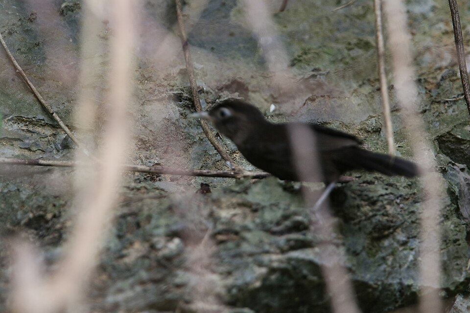 Sooty Babbler
