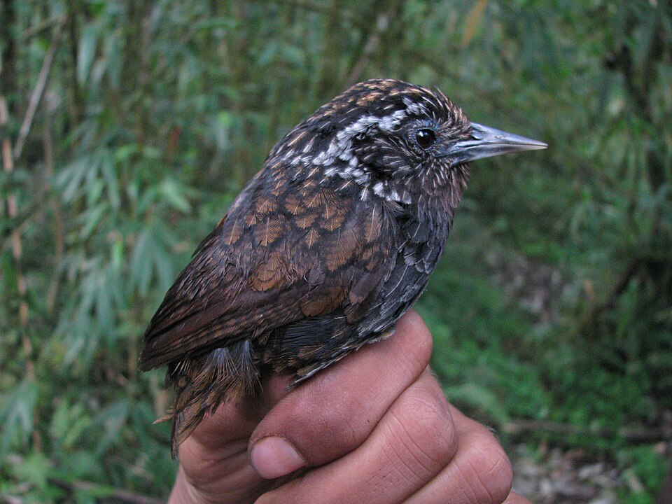 Sikkim Wedge-billed Babbler