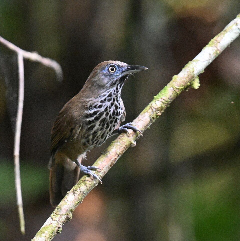 Chestnut-rumped Babbler