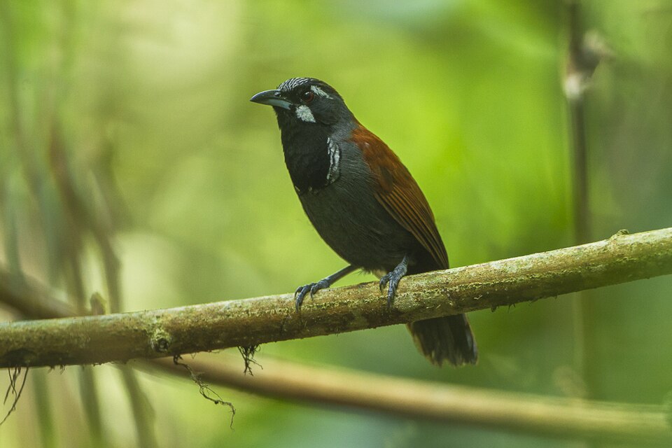 Black-throated Babbler