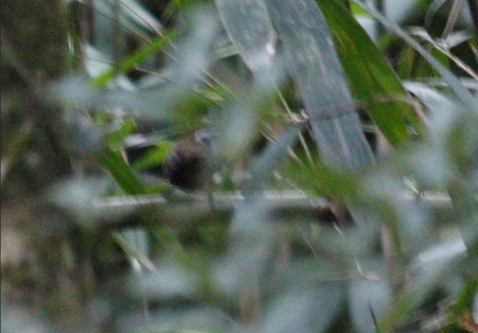 Snowy-throated Babbler
