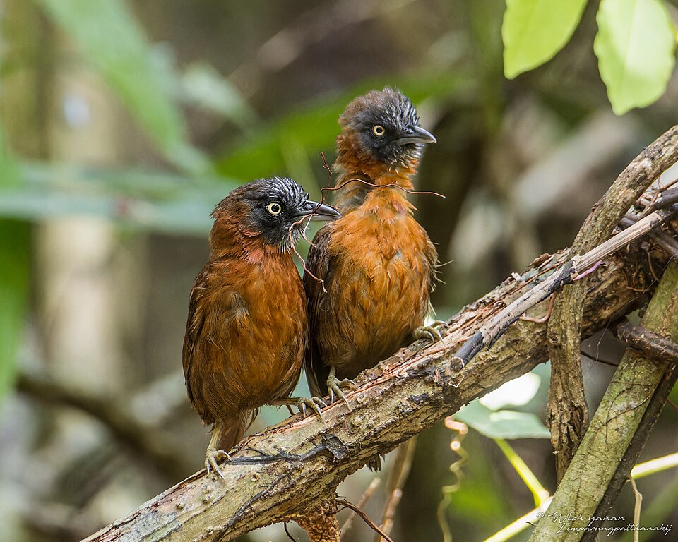 Grey-headed Babbler