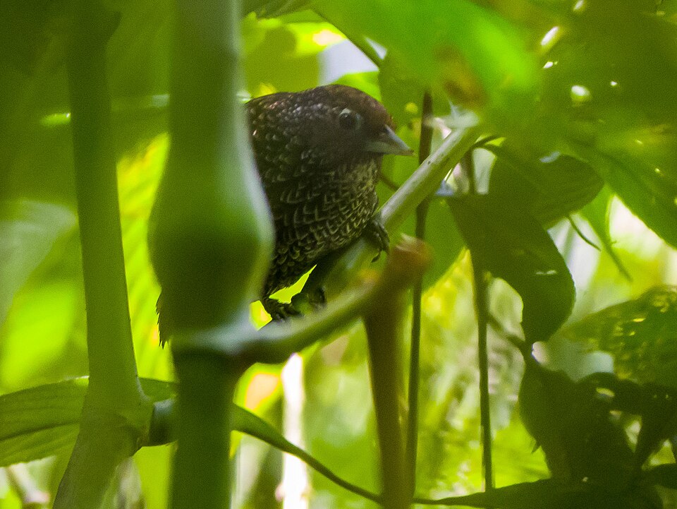 Cachar Wedge-billed Babbler