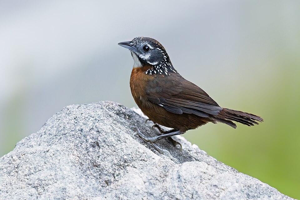 Spot-necked Babbler