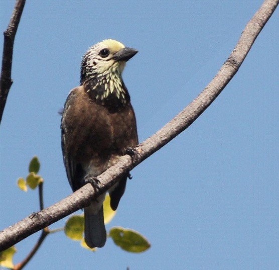 Anchieta's Barbet