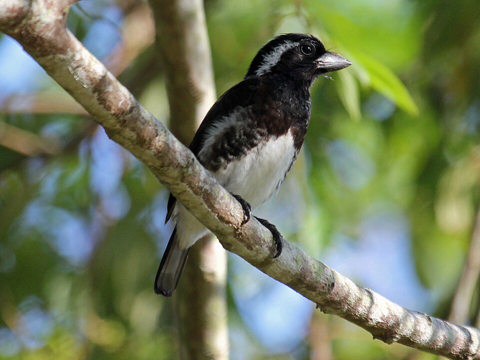 White-eared Barbet