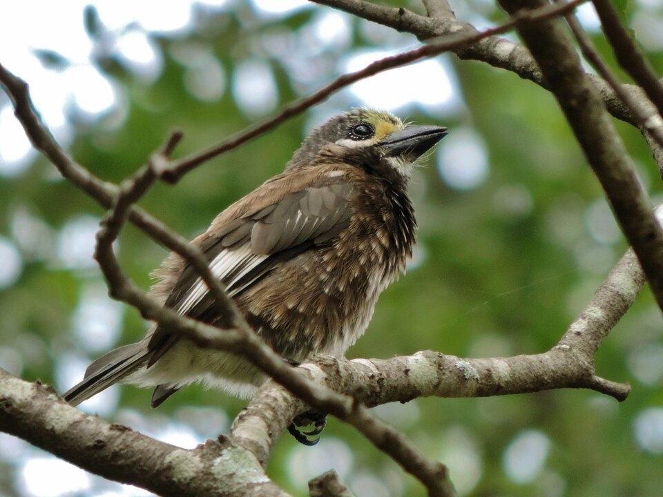Whyte's Barbet