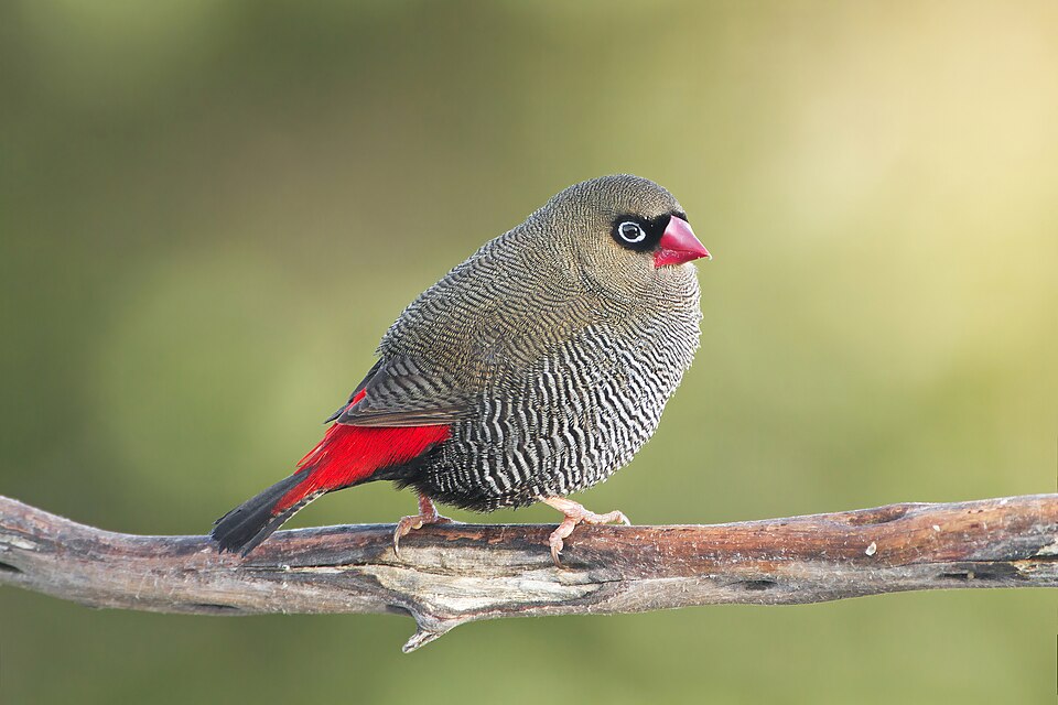 Beautiful Firetail