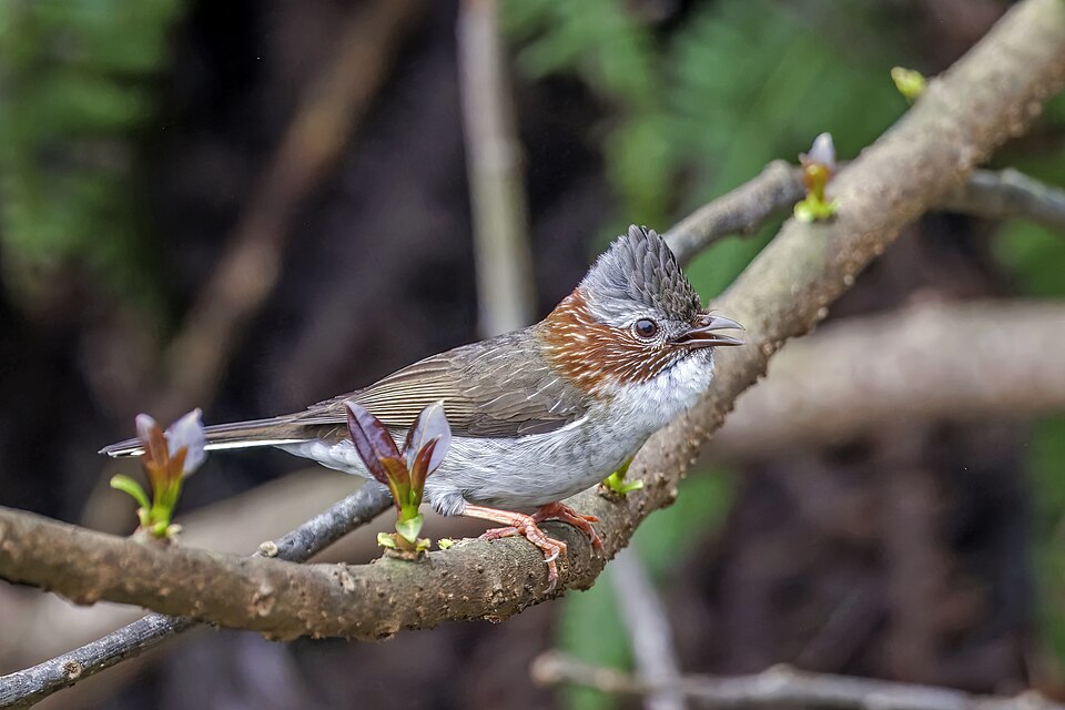 Indochinese Yuhina