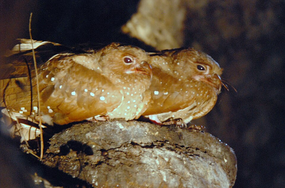 Oilbird